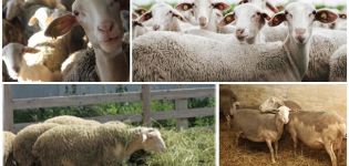 Beschrijving en kenmerken van Lacon-schapen, vereisten voor hun onderhoud