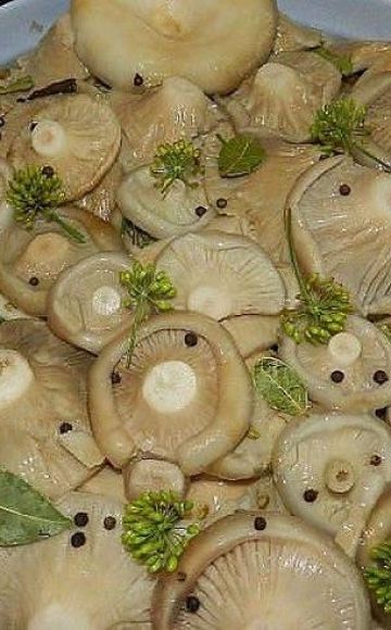 Why milk mushrooms darken when salted, how to salt and bleach them correctly