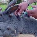 Regler för att vaccinera kaniner hemma och när de ska vaccineras