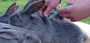 Rules for vaccinating rabbits at home and when to vaccinate