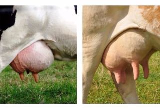Welche Euterformen haben Kühe und wie viele Brustwarzen haben sie, Organanatomie