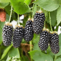 Descripció i característiques de la varietat de mora Karaka Black, plantació i cura