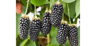 Description and characteristics of the blackberry variety Karaka Black, planting and care