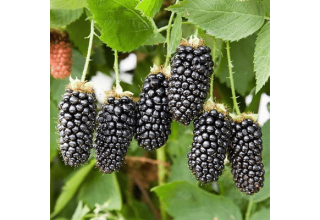 Mô tả và đặc điểm của giống dâu đen Karaka Black, cách trồng và chăm sóc