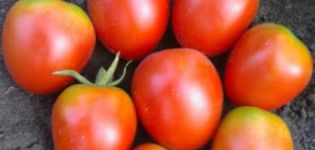 Popis odrůdy rajčat Apollo, její vlastnosti a výnos
