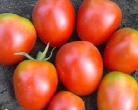 Description of the Apollo tomato variety, its characteristics and yield