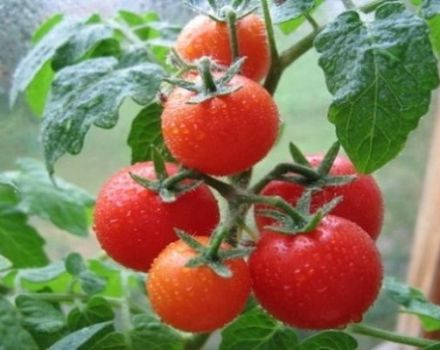 Descrizione della varietà di pomodoro Severenok e delle sue caratteristiche