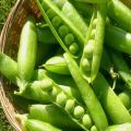 What family does the pea belong to: vegetable, fruit or legumes, description of the plant