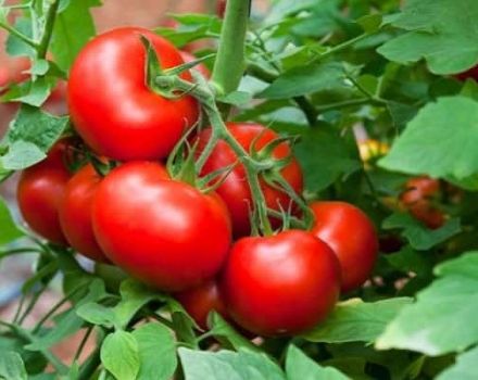 Descripción de la variedad de tomate Acabado y características