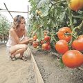 Parhaat tomaattilajikkeet Kirovin alueelle kasvihuoneessa
