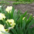 Description of the sweet Pomponet daffodil variety, planting and care rules