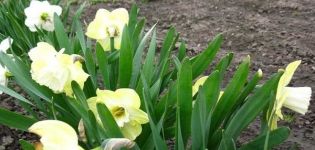 Paglalarawan ng matamis na iba't ibang Pomponet daffodil, mga patakaran sa pagtatanim at pangangalaga
