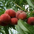 Vīģu persiku šķirņu apraksts, derīgās īpašības un audzēšana