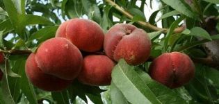 Opis odmian brzoskwiń figowych, właściwości użytkowe i uprawa
