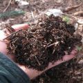 La composition et l'acidité du sol pour les agrumes, comment le faire soi-même