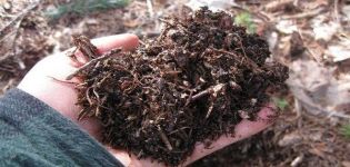 A composição e acidez do solo para plantas cítricas, como fazer você mesmo