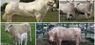 Description et caractéristiques de la race bovine Auliekol, règles d'entretien