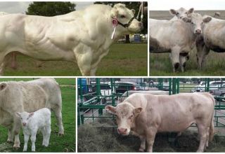وصف وخصائص سلالة الأبقار Auliekol ، قواعد الصيانة