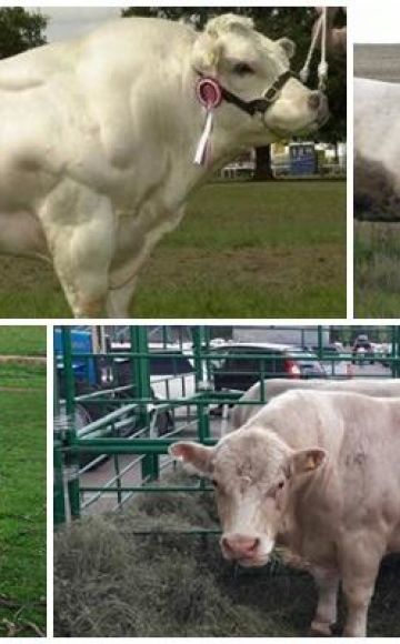 Description and characteristics of cattle of the Auliekol breed, maintenance rules