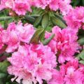 Description et caractéristiques de la variété de rhododendrons de La Haye, plantation et entretien