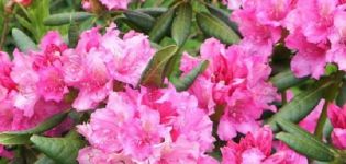 Beskrivelse og karakteristika for Haag rhododendron-sorten, plantning og pleje