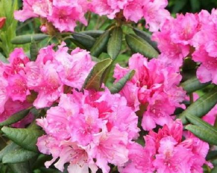 Opis i karakteristike haške sorte rododendrona, sadnja i njega