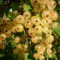 Description of the variety of currant white Versailles, planting and care