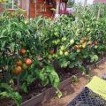 Kuinka istuttaa, kasvattaa ja hoitaa tomaattia ulkona kentällä