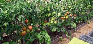 Açık alanda domates nasıl ekilir, büyür ve bakım yapılır