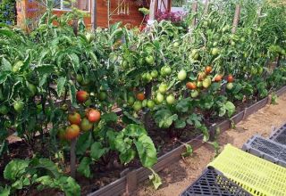 Kaip sodinti, auginti ir prižiūrėti pomidorus atvirame lauke