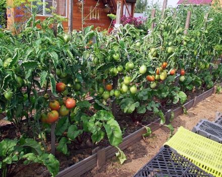 Açık alanda domates nasıl ekilir, büyür ve bakım yapılır