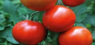 Prens Silver domates çeşidinin tanımı, yetiştirme ve bakım özellikleri