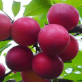 Popis odrůdy třešňových švestek Traveler, opylovače, výsadba a péče