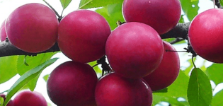 Περιγραφή της ποικιλίας Cherry plum Traveller, επικονιαστές, φύτευση και φροντίδα
