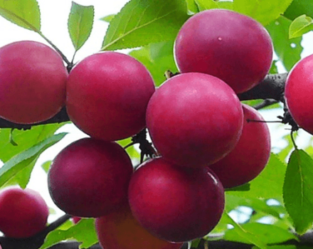 Description de la variété de prune cerise Traveler, pollinisateurs, plantation et soins