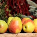 Kuvaus omenasosari Rossoshanskoe Vkusnoe (Amazing), viljely ja hoito