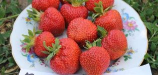 Description and characteristics of the Kimberly strawberry variety, cultivation and reproduction