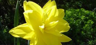 Paglalarawan at tampok ng iba't ibang daffodil Golden Ducat, pagtatanim at pangangalaga