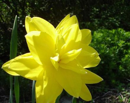 Description and features of the variety of daffodil Golden Ducat, planting and care