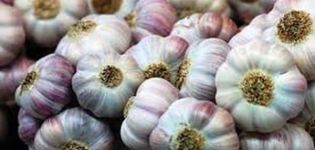 Description of the Podmoskovny garlic variety, its characteristics and yield