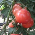 Pani Yana pomidorų veislės aprašymas, jo savybės ir derlius