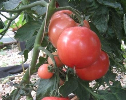 Popis odrůdy rajčat Pani Yana, její vlastnosti a výnos