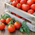 Charakterystyka i opis odmiany pomidora Tretiakowskiego, jej plon
