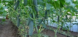 Description, characteristics and agricultural techniques of the best new varieties of cucumbers for 2020