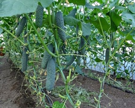 Description, characteristics and agricultural technology of the best new varieties of cucumbers for 2020