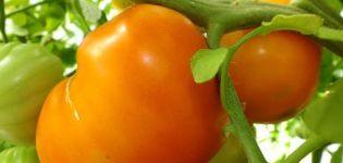 Características y descripción de la variedad de tomate corazón naranja (nariz Liskin), su rendimiento