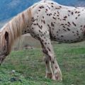Chubar zirgu apraksts un šķirnes, izskata vēsture un krāsu toņi