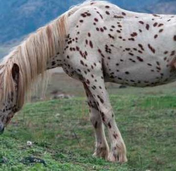 Mô tả và các giống ngựa chubar, lịch sử xuất hiện và các sắc thái màu
