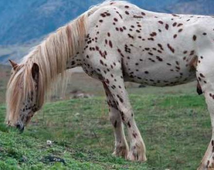 Opis i rasy koni chubarowych, historia wyglądu i odcienie umaszczenia