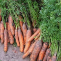 Mögliche Gründe, warum Karotten im Garten gelb werden und was in diesem Fall zu tun ist
